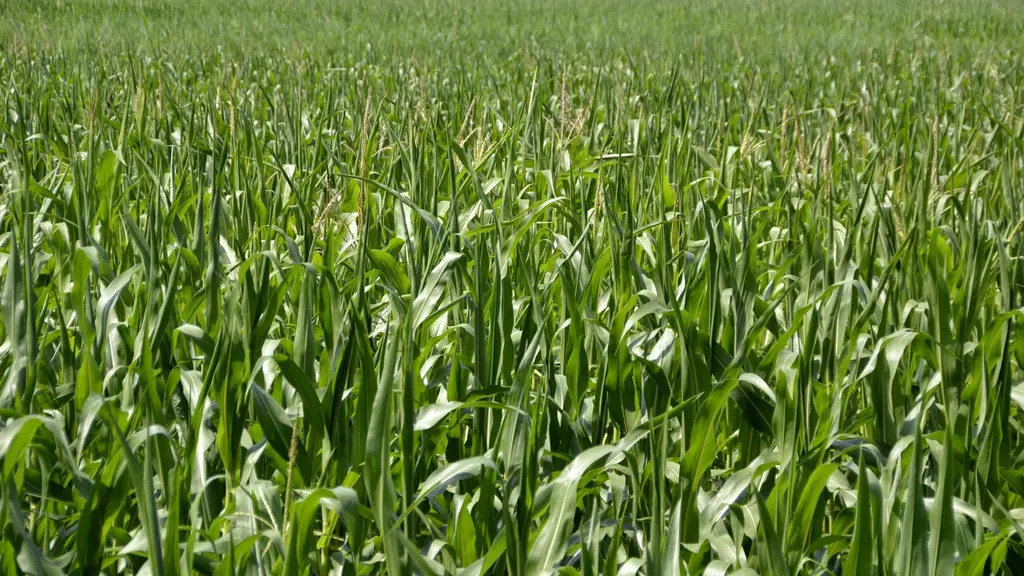 Plantas de maíz en un campo en pleno verano. Foto: High Contrast / Wikimedia Commons (CC BY 3.0 DE) (archivo)
