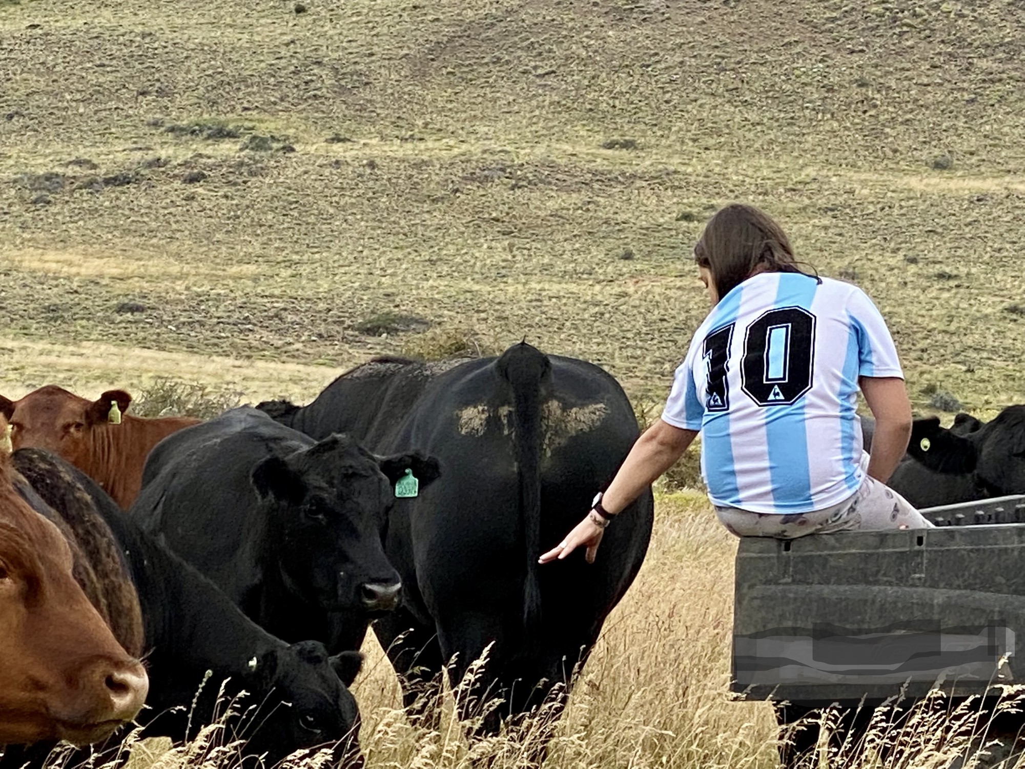 Productor agropecuario argentino en un campo de ganado. Foto: Clarín