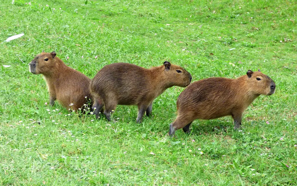 Tres carpinchos juveniles sobre el pasto en un campo de Uruguay. Foto: Enrique González / Wikimedia Commons (CC BY-SA 4.0) (archivo)