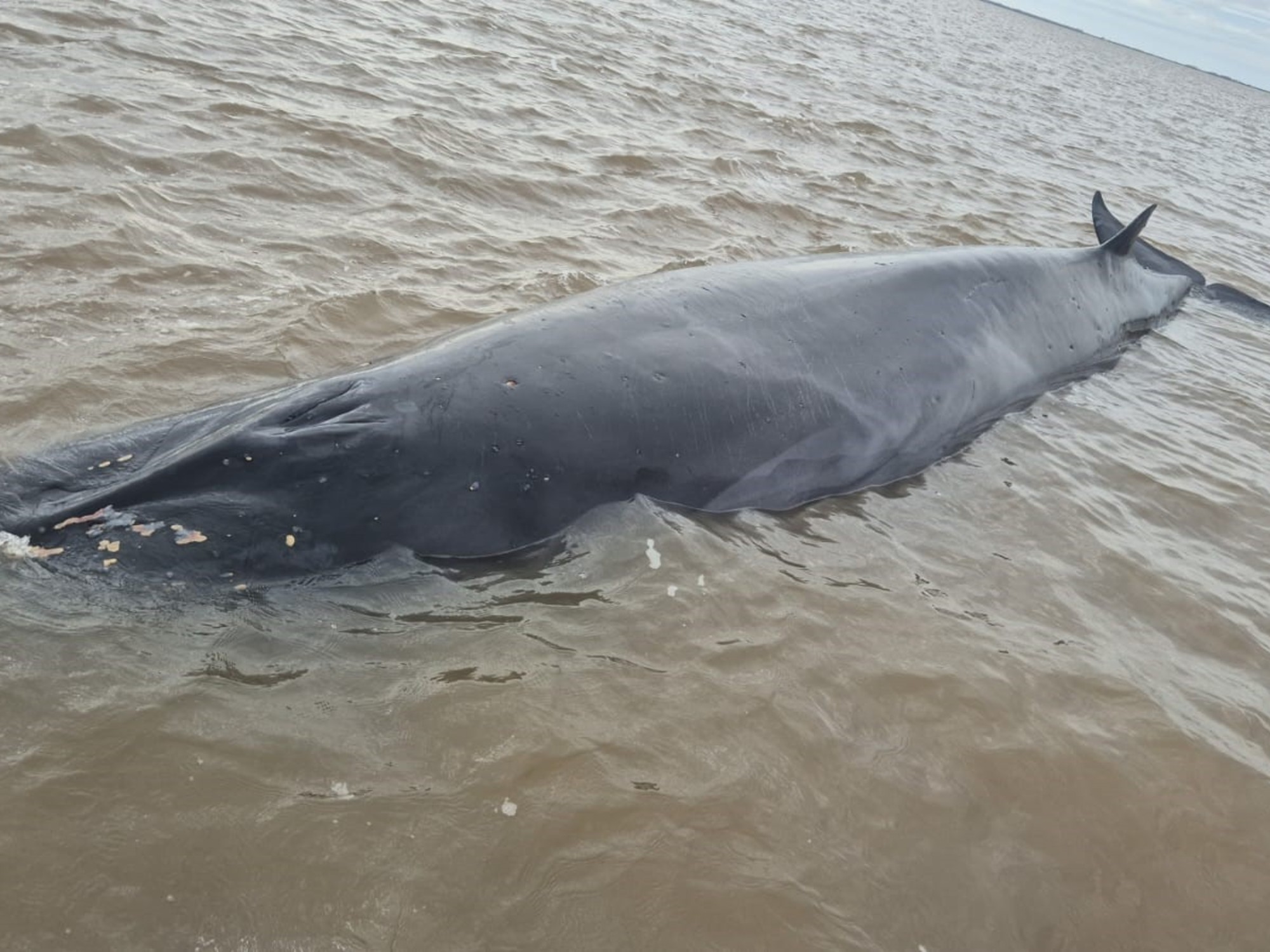 Una ballena sei varada en un banco de arena en el Río de la Plata, con personal de la Prefectura Naval y la Fundación Temaikèn trabajando juntos para rescatar al animal. Foto: no disponible
