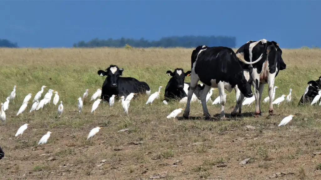 Vacas en un campo de pastoreo rodeadas de garcitas bueyeras en Uruguay (archivo). Foto: Enrique González / Wikimedia Commons (CC BY 4.0)
