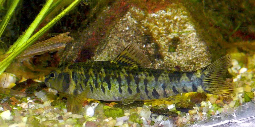 Ejemplar de Characidium fasciatum en un acuario, una de las especies con las que se confundía a las maripositas del río Uruguay. Foto: Haplochromis / Wikimedia Commons (CC BY-SA 3.0) (archivo)