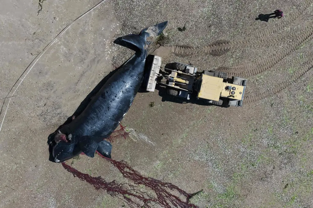 Una ballena franca austral muerta en la costa de Puerto Madryn. Foto: La Nación