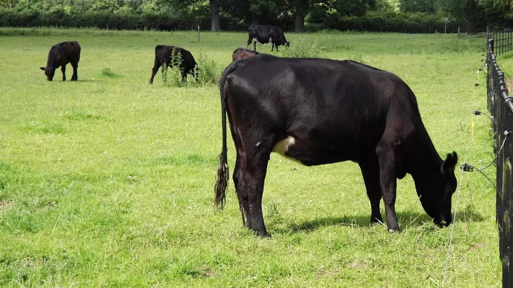 Vacas negras pastando en un campo cercado con alambre eléctrico. Foto: Colin Smith / Wikimedia Commons (CC BY-SA 2.0) (archivo)