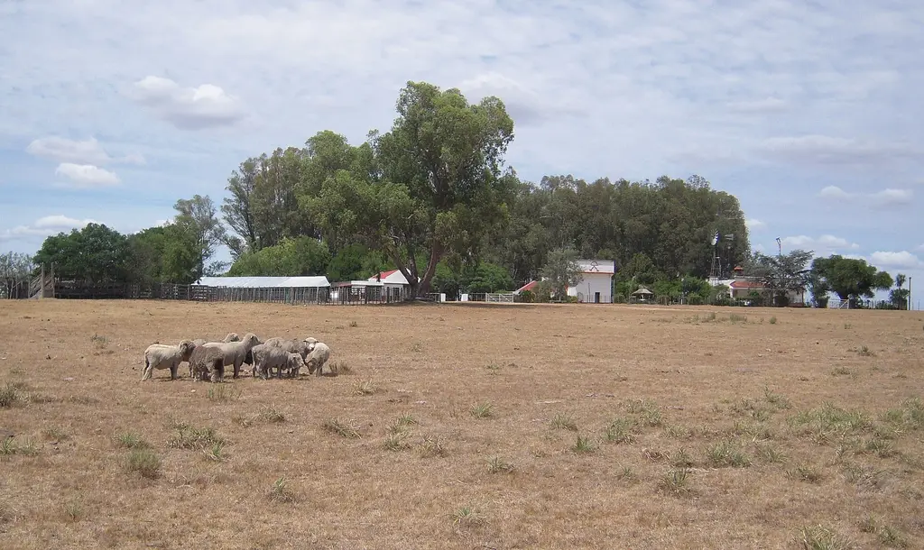 Ovejas pastan en el campo de una estancia en el interior de Uruguay. Foto: Helge Høifødt / Wikimedia Commons (CC BY-SA 3.0) (archivo)