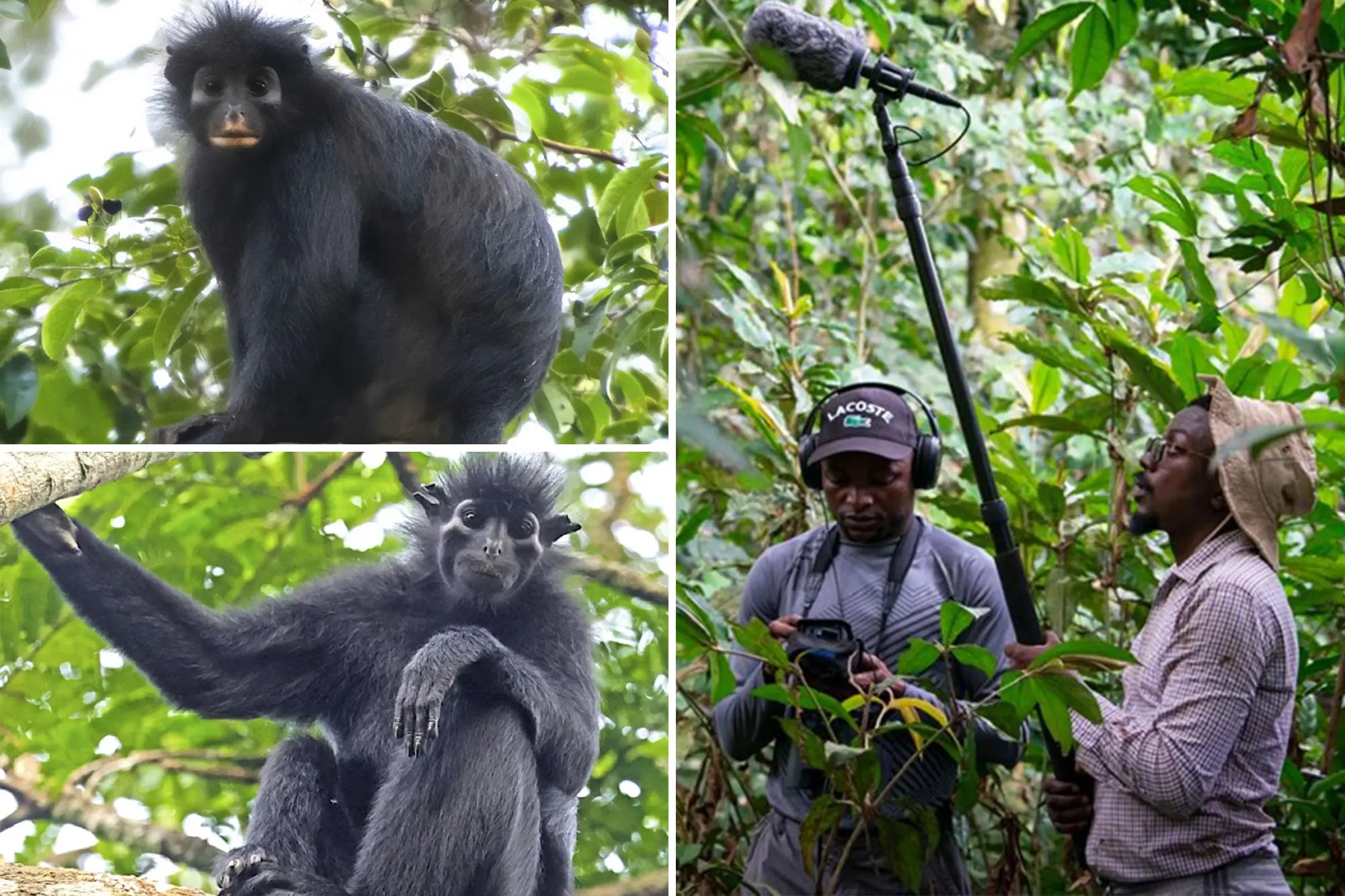 Monos con labios anaranjados en el Congo. Foto: New York Post