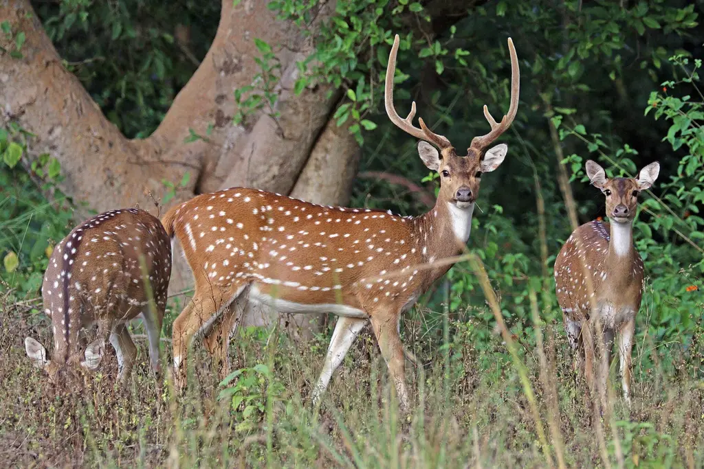 Un ciervo axis macho junto a dos hembras en un parque nacional de la India, hábitat original de la especie. Foto: Charles J. Sharp / Wikimedia Commons (CC BY-SA 4.0) (archivo)