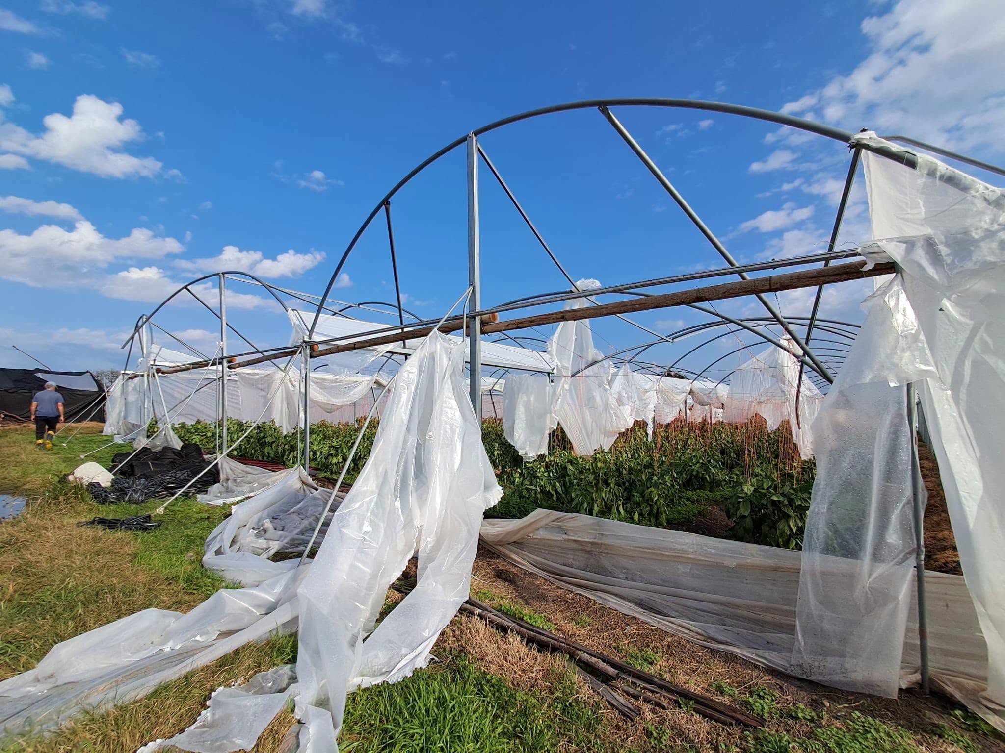 Paisaje rural en Uruguay afectado por condiciones climáticas, mostrando cultivos dañados. Foto: El País