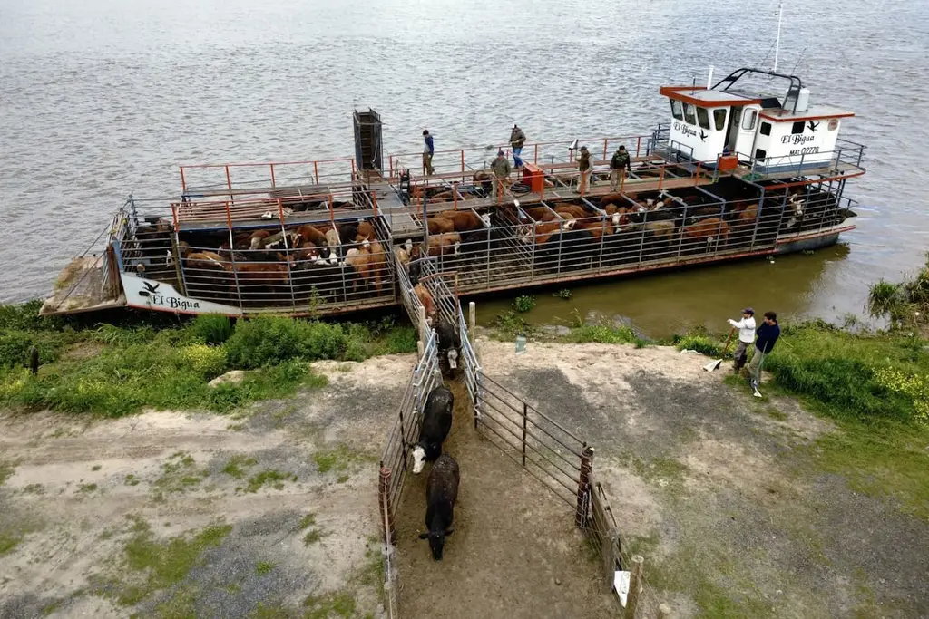 Vacunos suben a una embarcación en el río Paraná. Foto: La Nación
