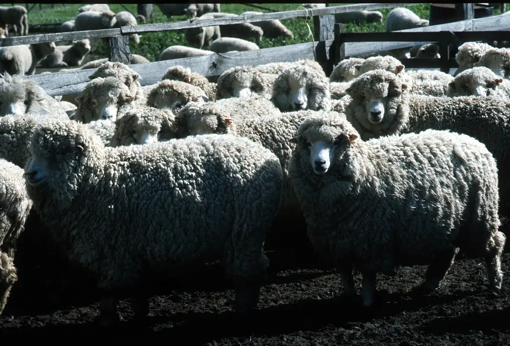 Majada de ovejas merino en un corral de encierro. Foto: CSIRO / Wikimedia Commons (CC BY 3.0) (archivo)