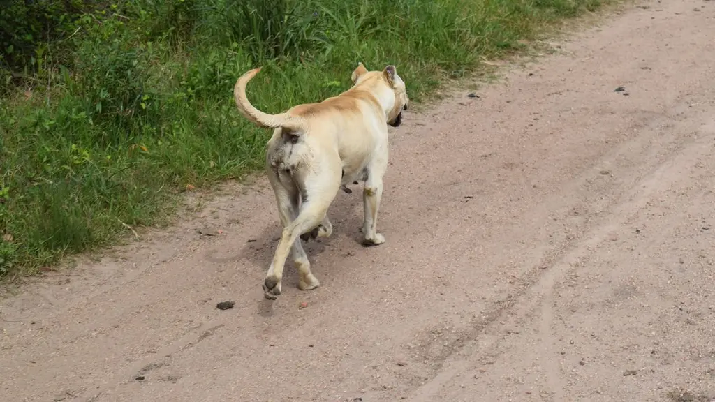Un perro suelto camina por un camino de tierra. Foto: El Observador