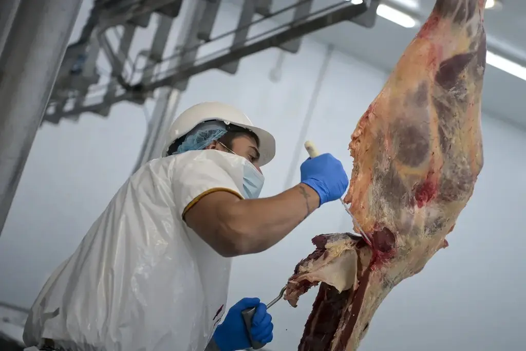 Un operario trabaja sobre una media res en la línea de un frigorífico uruguayo, en mayo de 2026 (archivo). Foto: Ignacio Dotti