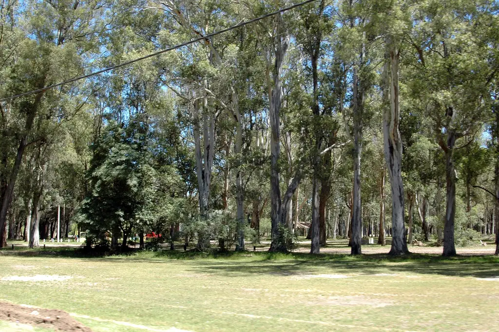 Arboleda del Parque Roosevelt, en Canelones (archivo). Foto: Andrés Franchi Ugart / Wikimedia Commons (CC BY-SA 3.0) (archivo)