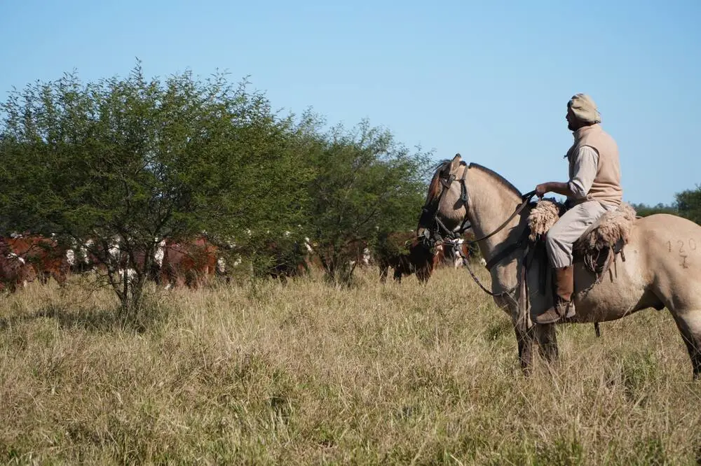 Un campo de cría, con vacunos y un hombre a caballo, en una imagen de archivo. Foto: La Nación