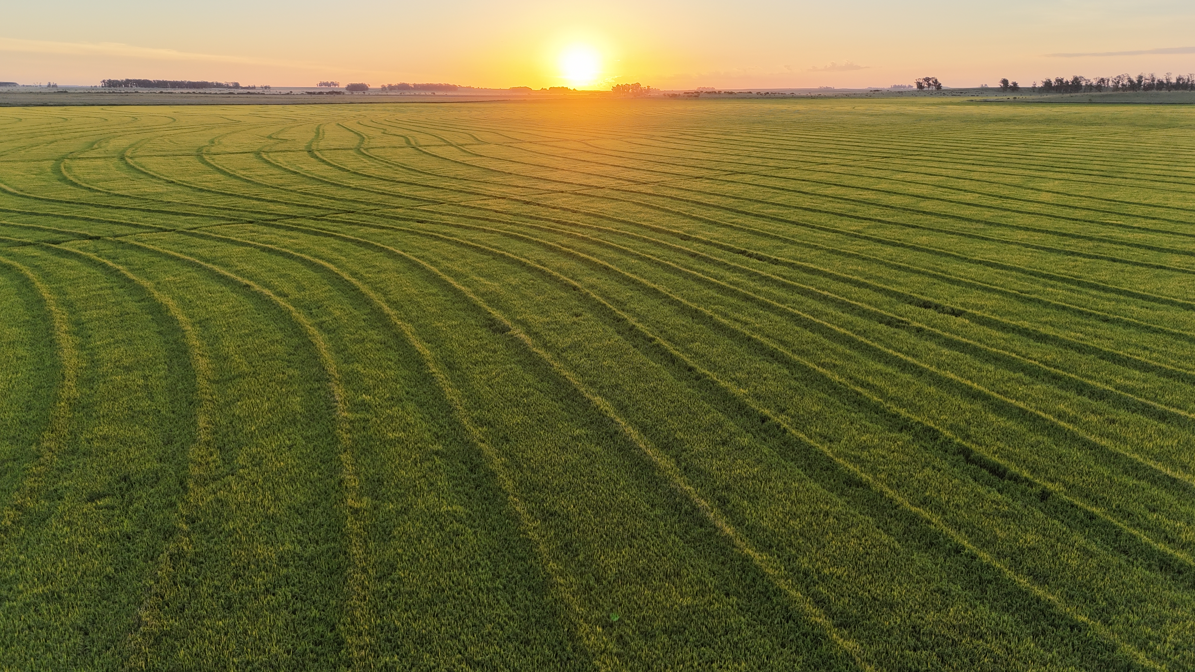 Vista aérea de campos de arroz en Uruguay durante la temporada de siembra. Foto: El País
