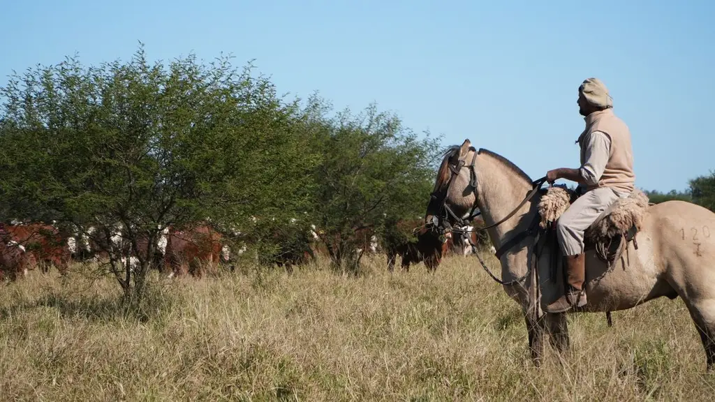 Un peón a caballo junto a un rodeo. Foto: Ámbito