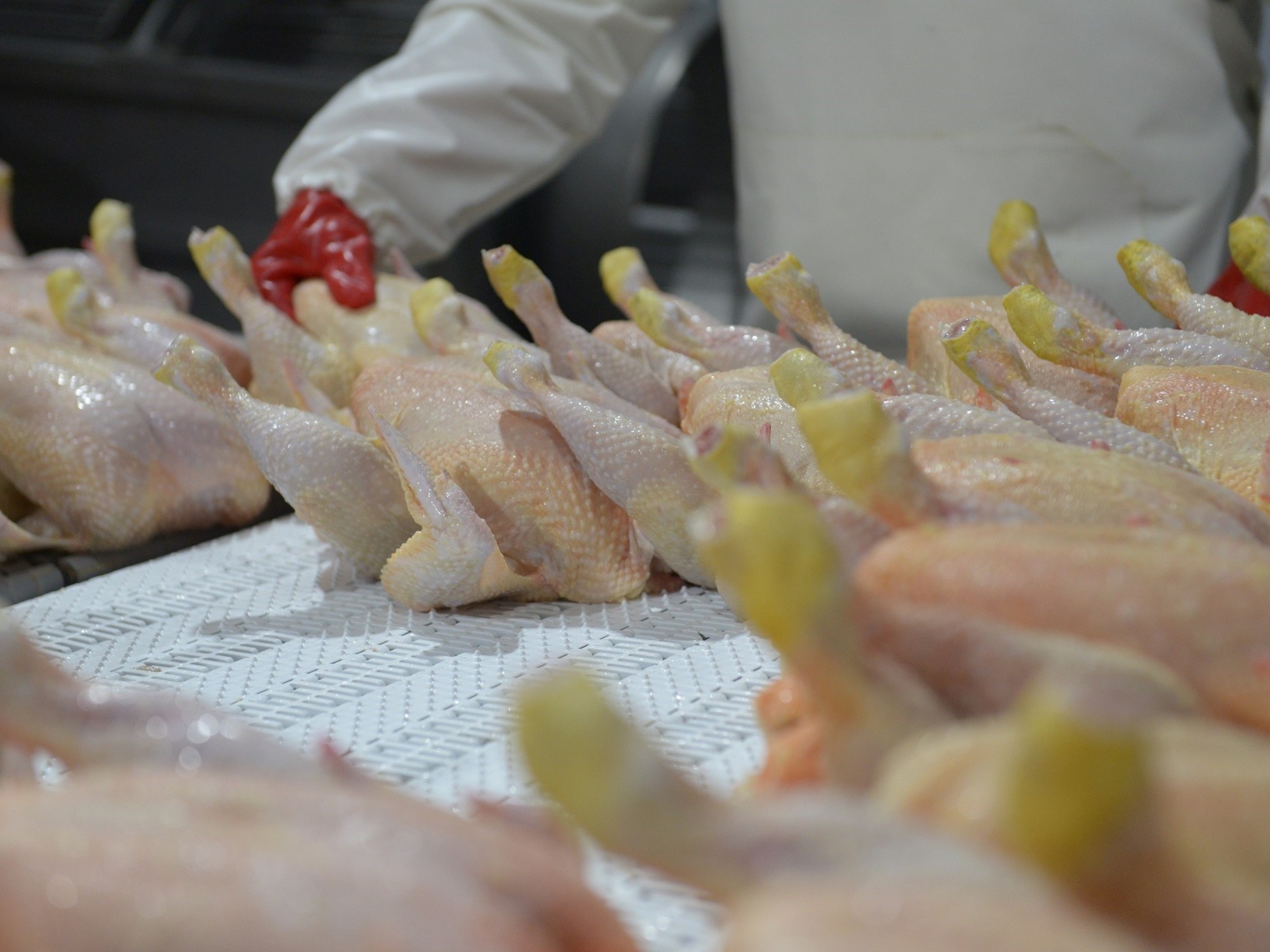 Proceso de producción avícola en Argentina. Foto: La Nación