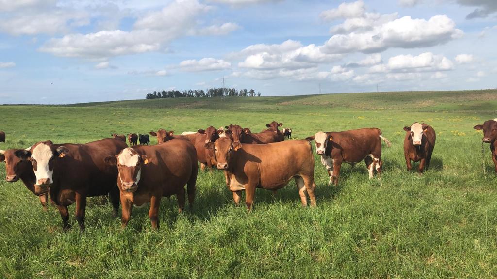 Paisaje rural en Uruguay tras las lluvias, con ganado pastando en un prado verde. Foto: El País