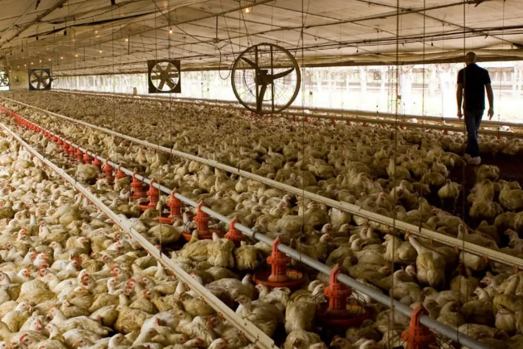 Un galpón de aves. Foto: La Nación