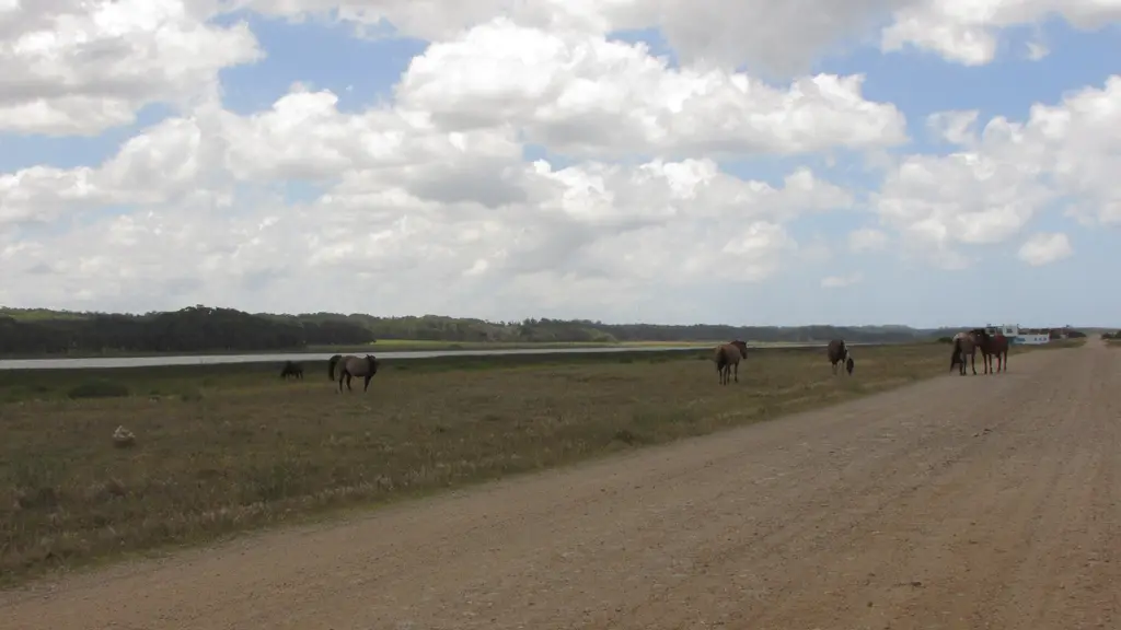 Caballos pastan junto a un camino de tierra cerca de una laguna. Foto: Casaseneleste / Wikimedia Commons (CC BY-SA 3.0) (archivo)