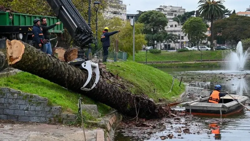 El retiro de una palmera junto a un lago en Montevideo. Foto: Montevideo Portal