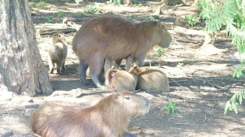 Una familia de carpinchos descansa a la sombra de los árboles: una hembra adulta amamanta a tres crías mientras otro ejemplar adulto reposa en primer plano. Foto: Meltryth / Wikimedia Commons (CC BY-SA 3.0) (archivo, imagen ilustrativa)