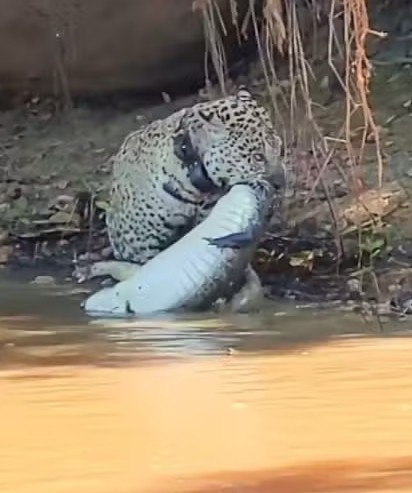 Ousado, el jaguar cazando un caimán en el Pantanal. Foto: El País