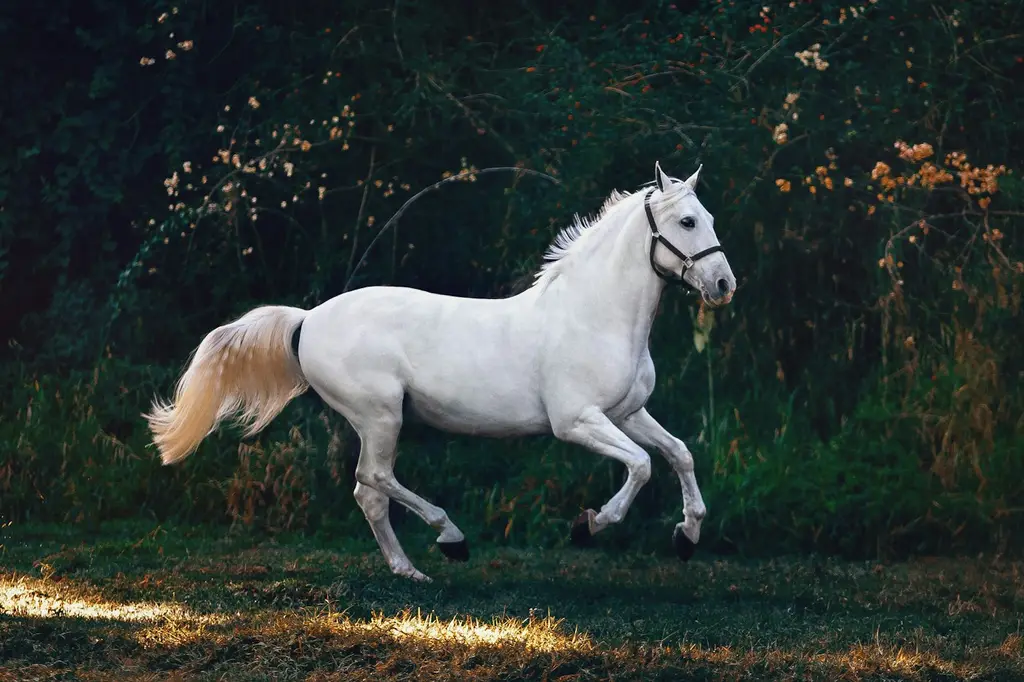 Un caballo blanco al galope, en un campo. Foto: Unsplash