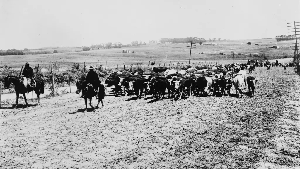 Dos jinetes arrean una tropa de ganado por un camino rural en Uruguay, fotografía de época (archivo histórico). Foto: National Photo Company / Biblioteca del Congreso de EE.UU. (dominio público)