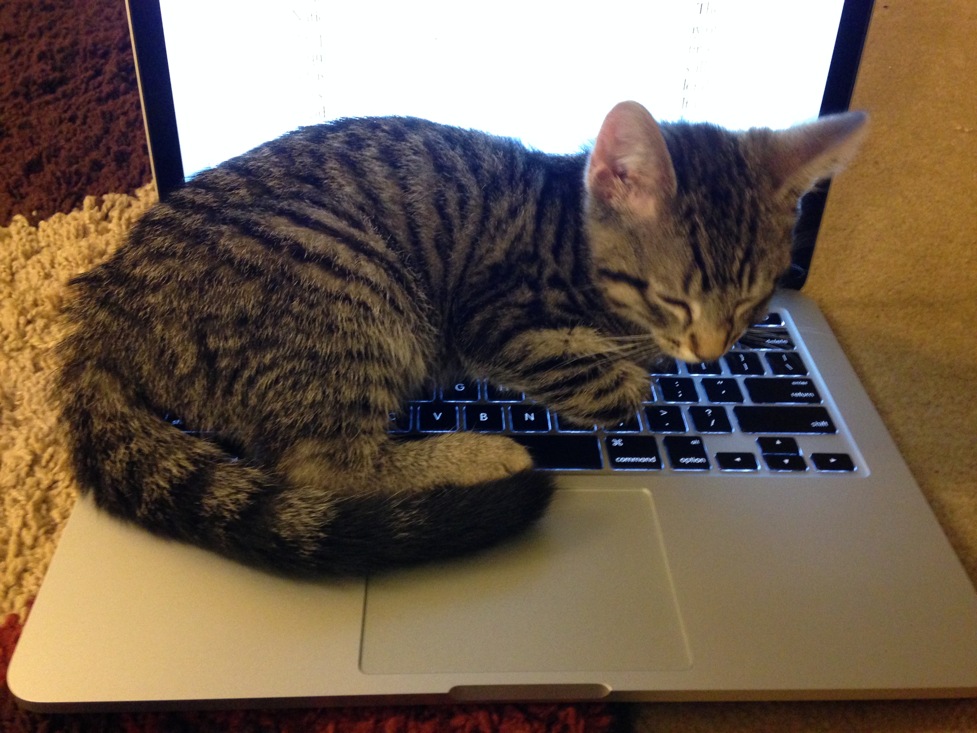 Un gato sentado sobre el teclado de una computadora portátil en un entorno de oficina en casa. Foto: El País