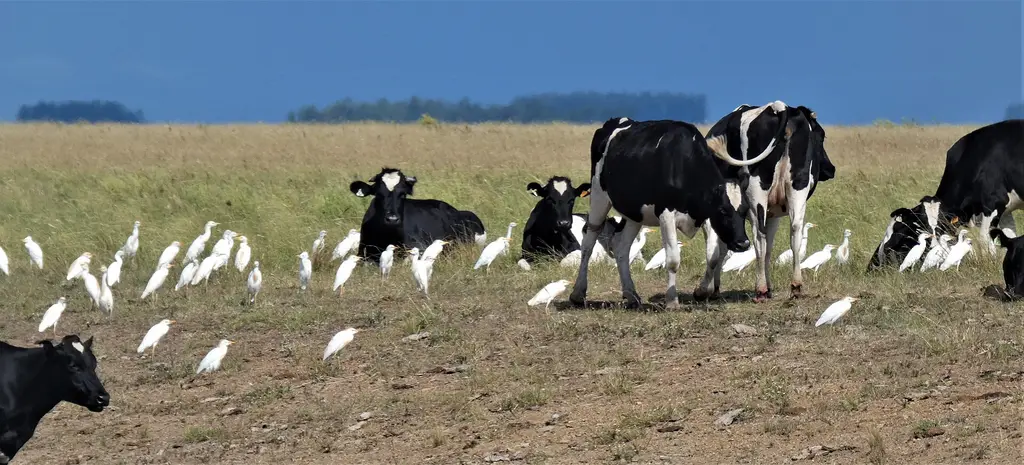 Vacas Holando pastando en un campo uruguayo rodeadas de garcitas bueyeras, imagen ilustrativa del negocio ganadero. Foto: Enrique González / Wikimedia Commons (CC BY 4.0) (archivo)