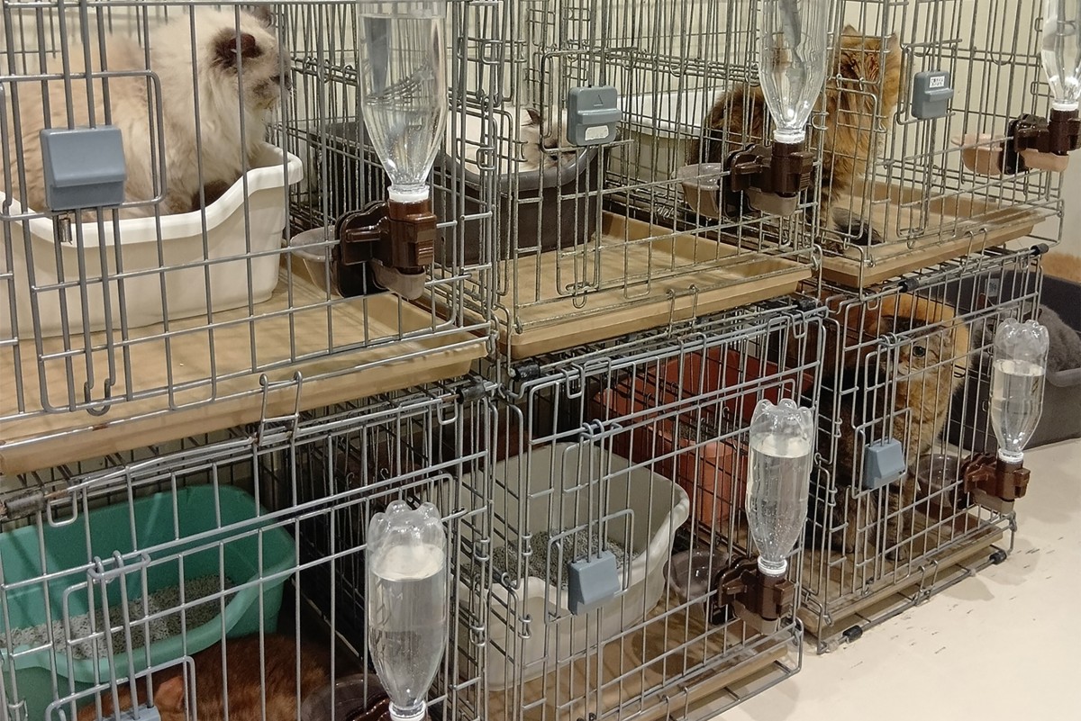 Rescate de gatos en un café tras un terremoto en Japón. Foto: El País