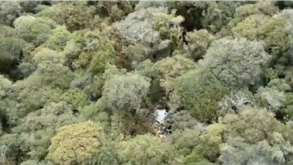 Restos de aeronave en zona boscosa tras el accidente. Foto: G1 / NSC TV