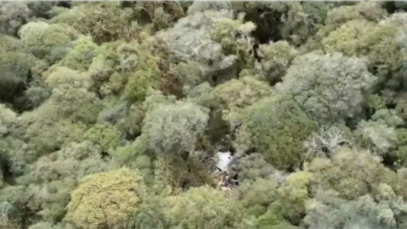 Restos de aeronave en zona boscosa tras el accidente. Foto: G1 / NSC TV