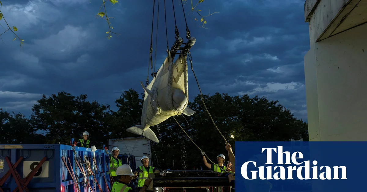 Beluga en un acuario. Foto: The Guardian