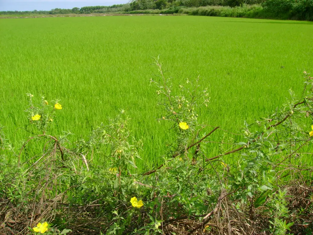 Plantación de arroz irrigado en Paraná, Brasil (archivo). Foto: Claudemir Brundani / Wikimedia Commons (CC BY-SA 2.0) (archivo)