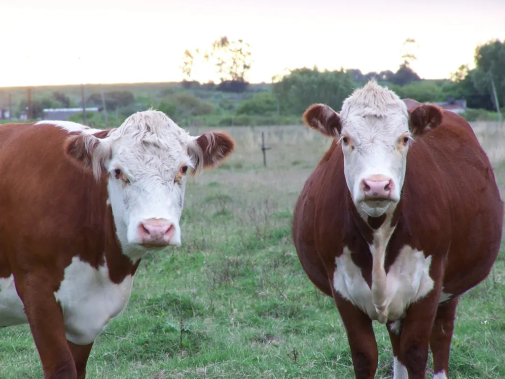 Dos vacas Hereford en un campo de Canelones, imagen ilustrativa de la producción ganadera. Foto: Lux Valens / Wikimedia Commons (CC BY-SA 3.0) (archivo)